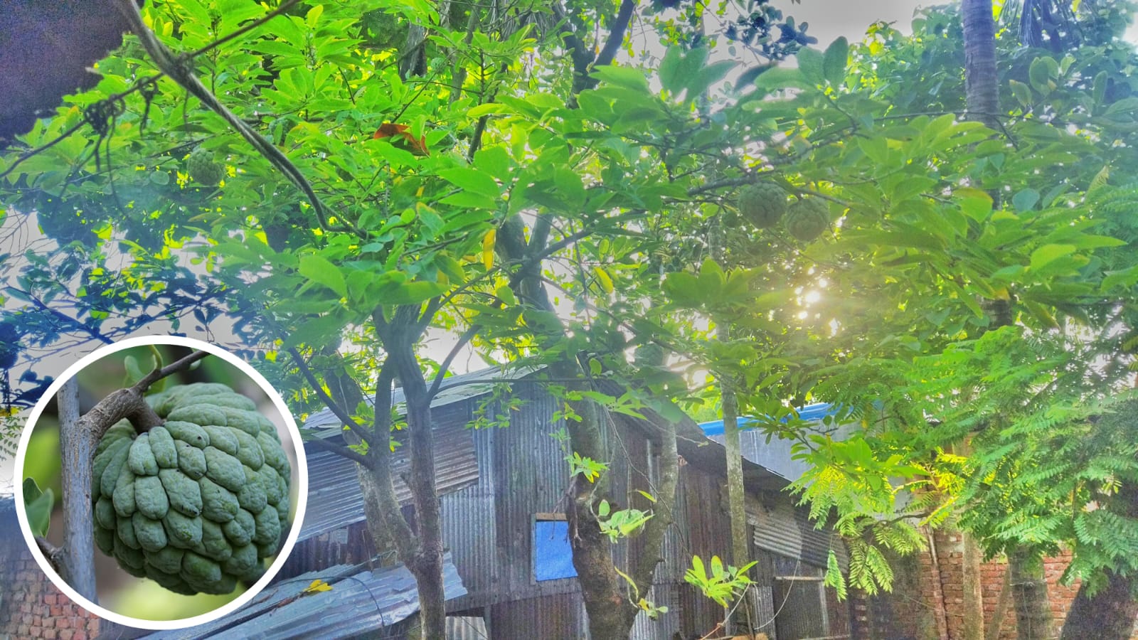 বিলুপ্তপ্রায় শরিফা ফল প্রজন্মের কাছে অপরিচিত
