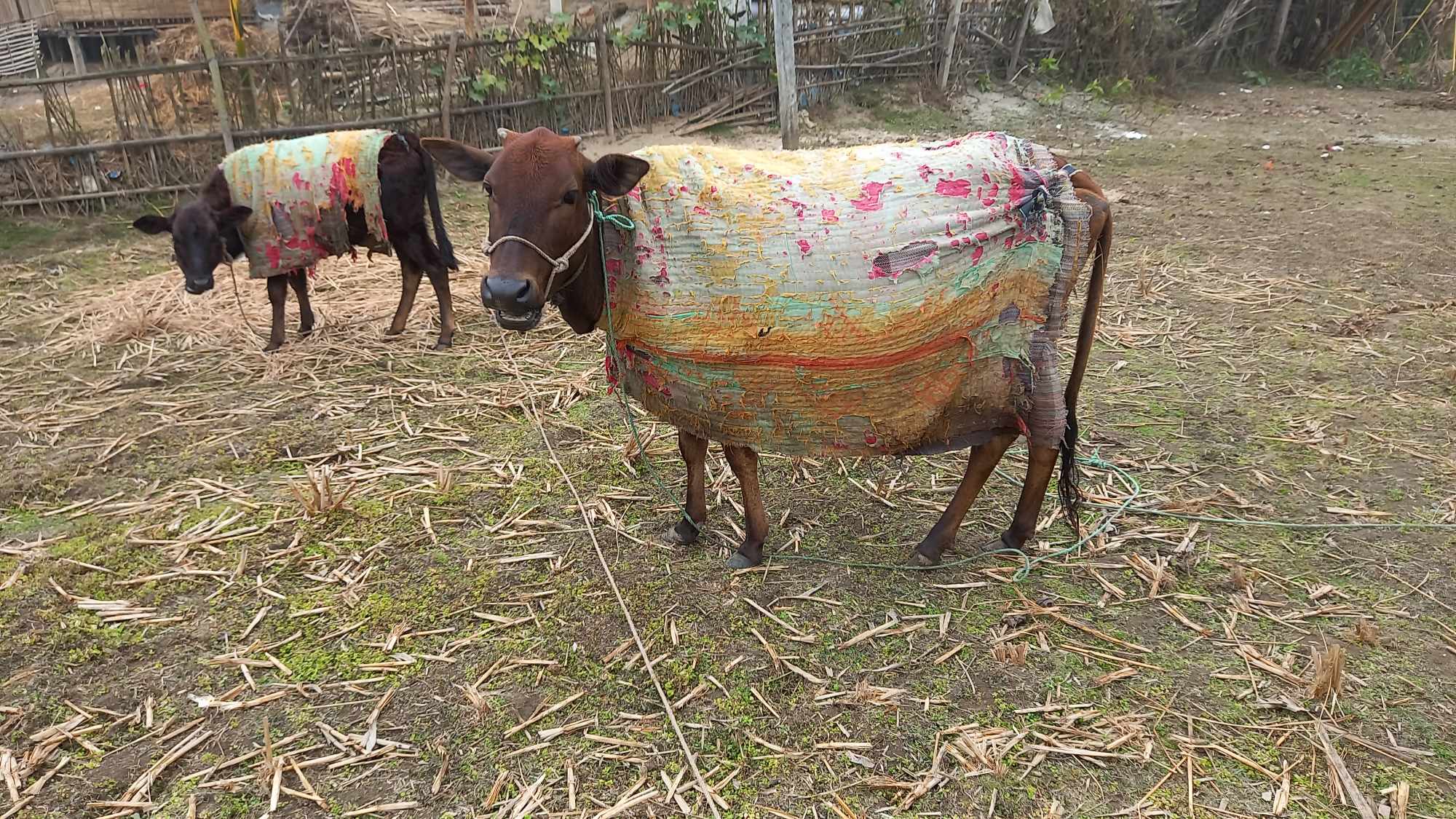 পঞ্চগড়ে হাড়কাঁপানো শীতে কাঁপছে গবাদিপশু