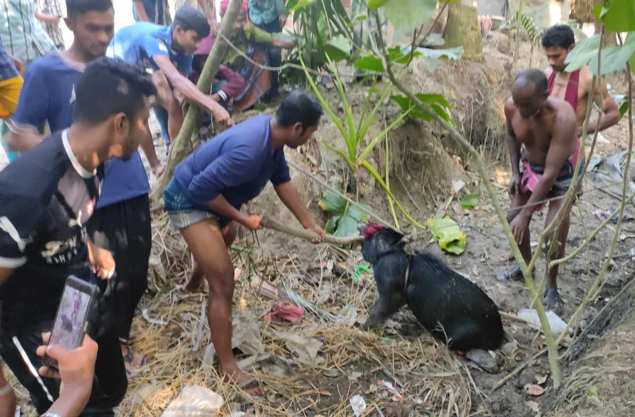 শরণখোলার লোকালয় থেকে  বন্যশূকর উদ্ধার