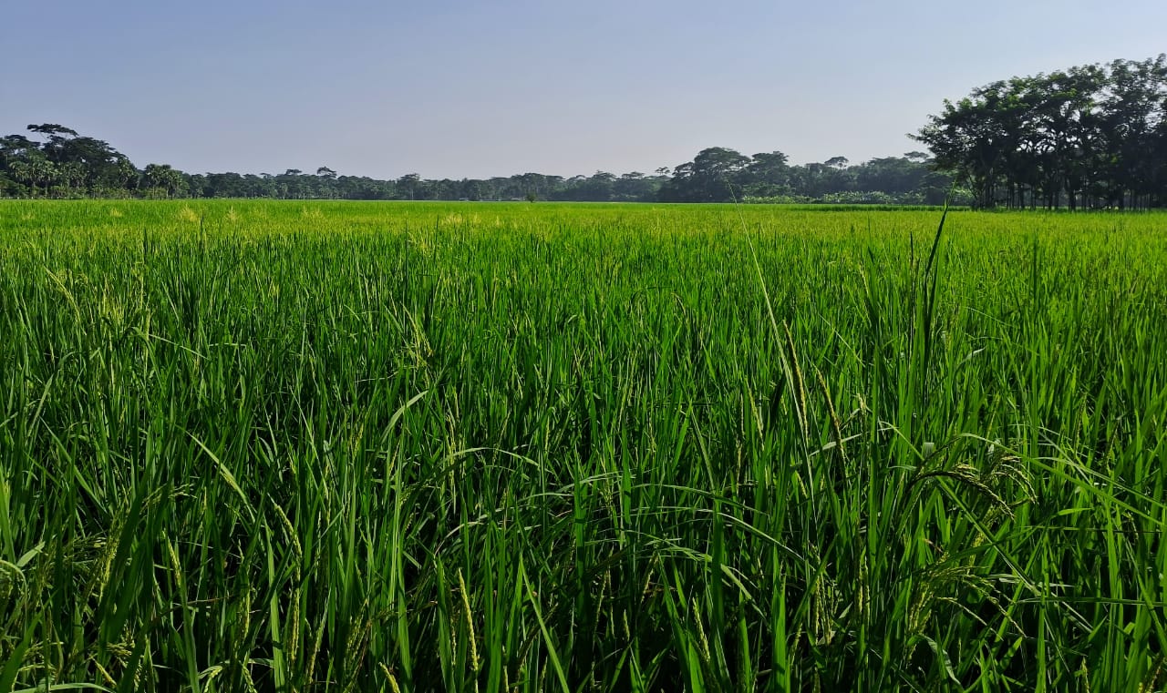 এই বছরে বাম্পার ফলনের আশা কৃষকদের