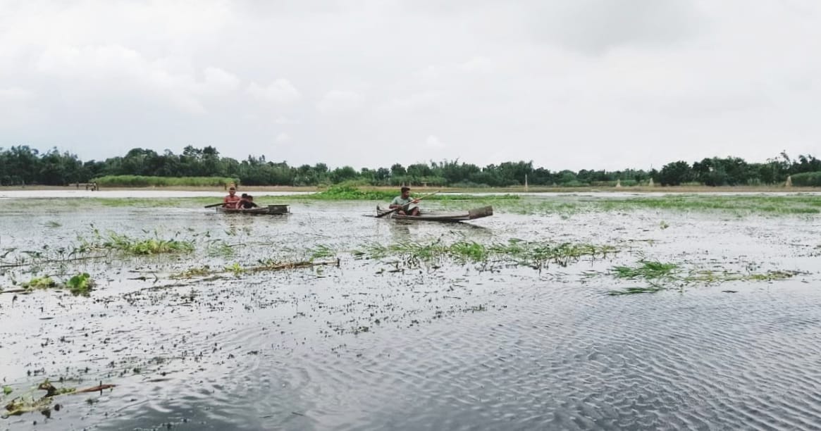 কুষ্টিয়ার দৌলতপুরে বন্যায় ১ হাজার ২৯৮ হেক্টর জমির ফসল ক্ষতিগ্রস্ত